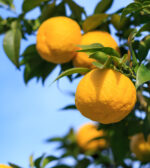 Yuzu-Saftpulver aus Kochi - 500 Gramm