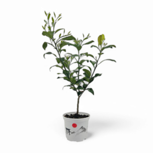 Junger Yuzu-Baum (Sämling, ungepfropft) - 30 cm