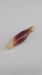 Verse myoga gember uit Japan - ca. 50 gram (per 3 verpakt) - Afbeelding 3